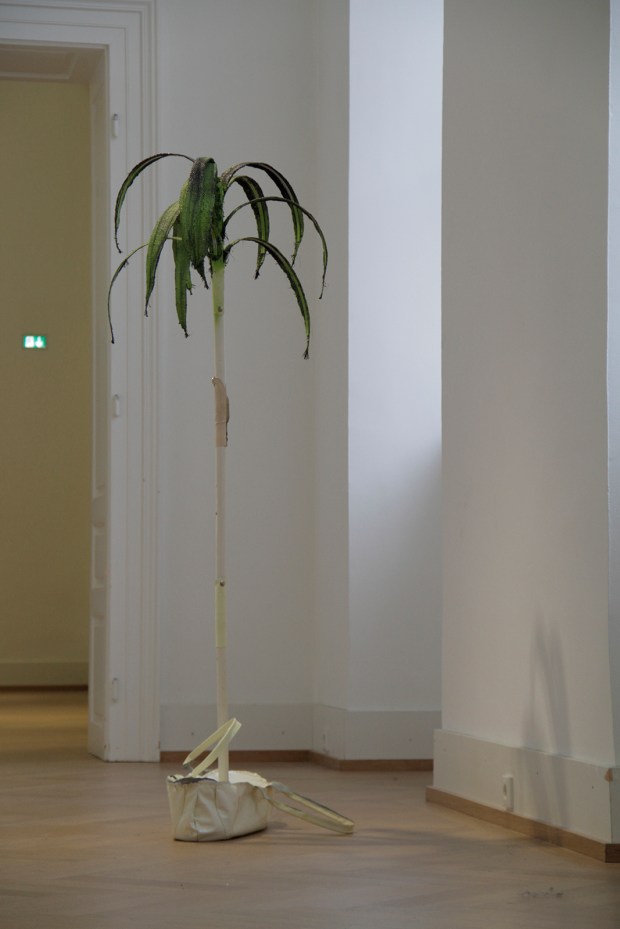 Niesel-Reghenzani_palmtreetogo